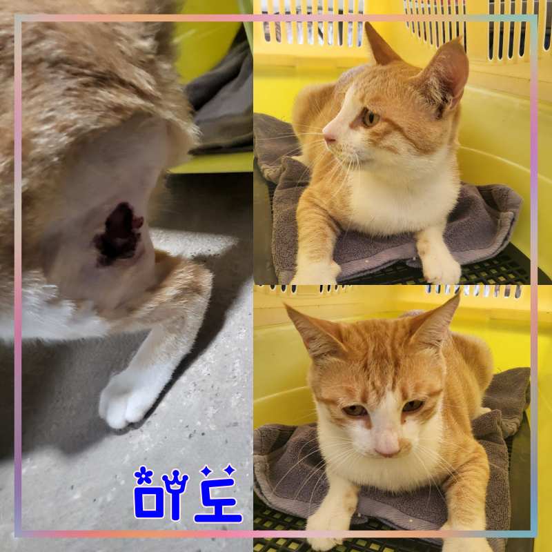 군산유기동물보호센터_445467202301554